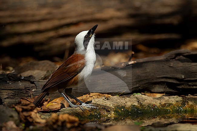 White-crested Laughingthrush (Garrulax leucolophus) at Kaeng Krachan National Park, Thailand stock-image by Agami/Helge Sorensen,