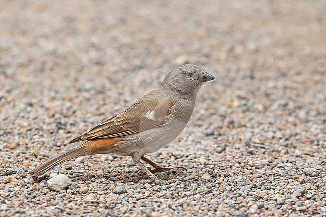 Swahili Sparrow (Passer suahelicus) in Tanzania. Standing on the ground. stock-image by Agami/Pete Morris,