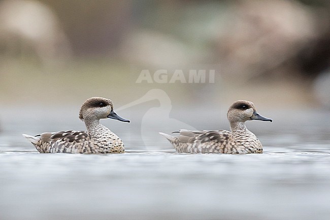Pair of Marbled Teals (Marmaronetta angustirostris) wintering in Spanish wetland. Swimming on a lake in a local nature reserve. stock-image by Agami/Ralph Martin,