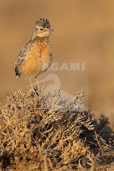 Beesley's lark (Chersomanes beesleyi) perched on the ground in Tanzania. stock-image by Agami/Dubi Shapiro,