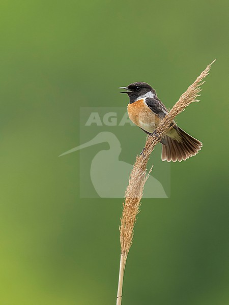  stock-image by Agami/Han Bouwmeester,