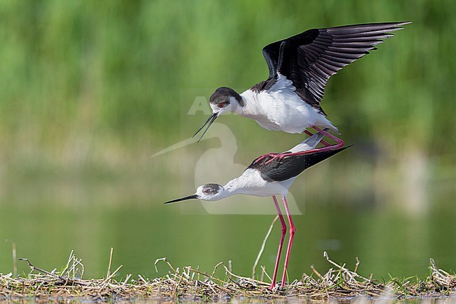 Black-winged Stilt (Himantopus himantopus), a pair mating in a pond, Campania, Italy stock-image by Agami/Saverio Gatto,