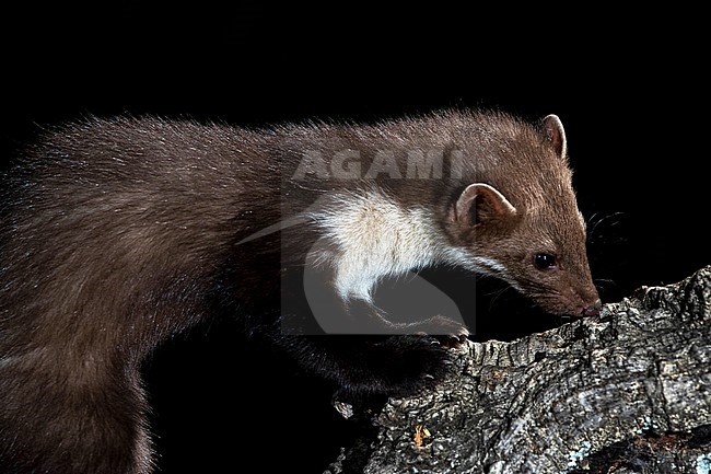 Beech Marten (Martes foina) during the night in Extremadura, Spain. stock-image by Agami/Oscar Díez,