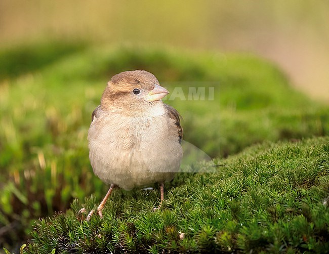 Female House Sparrow (Passer domesticus) perched on mosh stock-image by Agami/Roy de Haas,