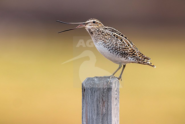 Calling Common Snipe (Gallinago gallinago) in Norway. stock-image by Agami/Daniele Occhiato,
