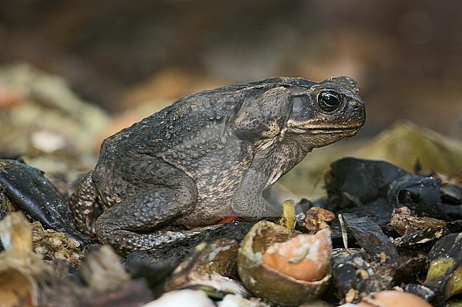 Boehmeria caudata, Cane Toad at ProAves Blue-billed Curassow Reserve, Puerto Pinzon, Boyaca, Colombia on a compost pile. stock-image by Agami/Tom Friedel,