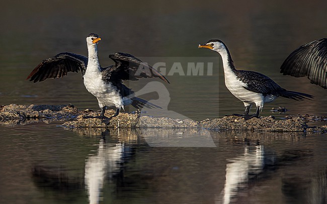 Two Little Pied Cormorants ssp melanoleucos (Microcarbo melanoleucos melanoleucos) perched. One drying its wings showing front. stock-image by Agami/Lennart Verheuvel,