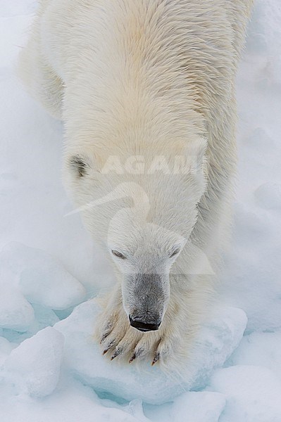View from above of a polar bear (Ursus maritimus) on the pack ice taken from the bow of the ship. North polar ice cap, Arctic ocean stock-image by Agami/Sergio Pitamitz,