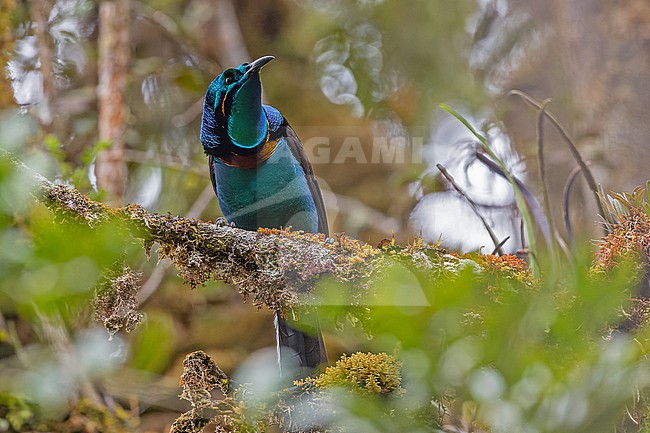 Male Splendid astrapia (Astrapia splendidissima in West Papua, Indonesia. An elusive bird-of-paradise species stock-image by Agami/Pete Morris,