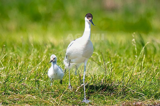 Pied Avocet, Recurvirostra avosetta. Adult coming out of the graas with chicks following stock-image by Agami/Hans Germeraad,