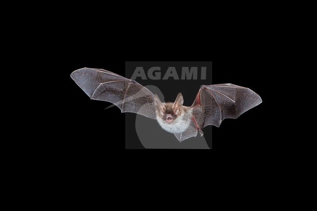 Bechsteins Vleermuis in de vlucht; Bechstein\'s Bat in flight stock-image by Agami/Theo Douma,
