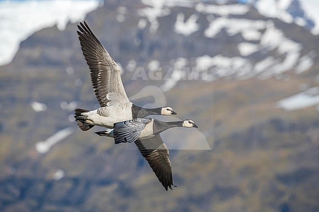 Adult Barnacle Goose (Branta leucopsis) in breeding habitat on Iceland. Pair in flight against a stunning backdrop of snow covered mountains. stock-image by Agami/Daniele Occhiato,