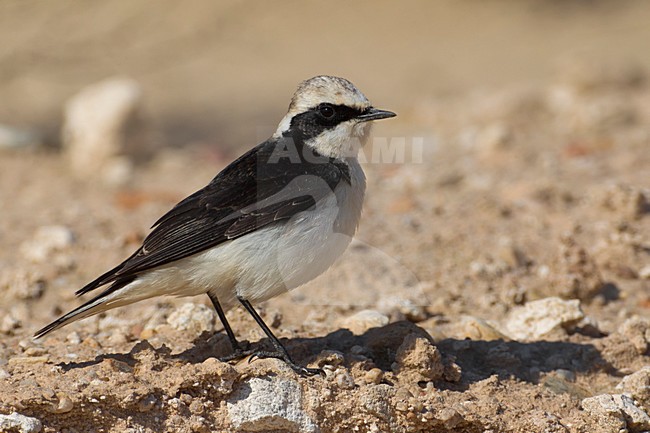 'vittata' Bonte Tapuit, 'vittata' Pied Wheatear stock-image by Agami/Daniele Occhiato,