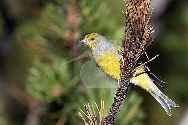 Adult male Citril Finch (Carduelis citrinella) perched on pine twig in Switzerland. Seen from the side, showing under tail pattern. stock-image by Agami/Ralph Martin,