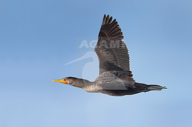 Geoorde Aalscholver; Double-crested Cormorant; Phalacrocorax auritus stock-image by Agami/Daniele Occhiato,