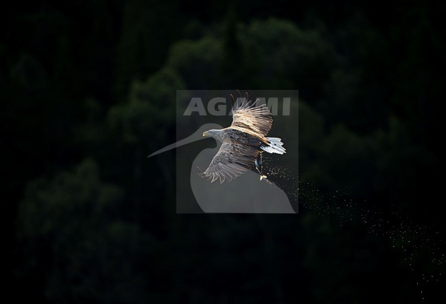 Zeearend in vlucht, White-tailed Eagle in flight stock-image by Agami/Danny Green,