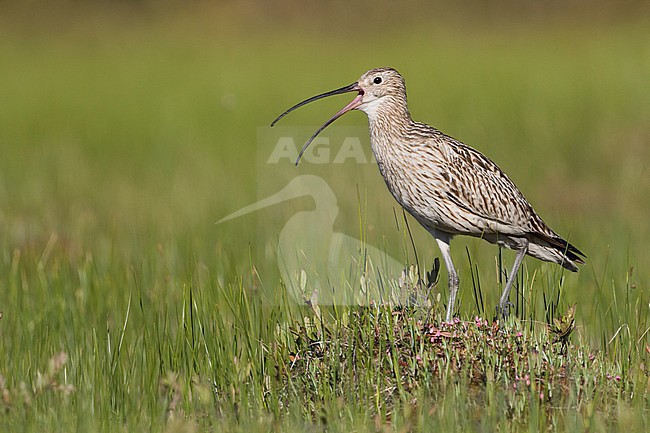 Eurasian Curlew - Großer Brachvogel - Numenius arquatus ssp. suschkini, Russia (Ural), adult stock-image by Agami/Ralph Martin,