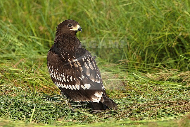 Greater Spotted Eagle, Clanga clanga, juvenile bird standing on a grassy field in Oman stock-image by Agami/Kari Eischer,