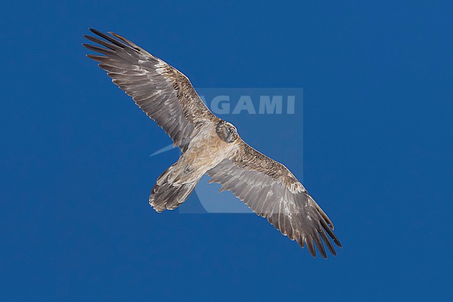 Immature Bearded Vulture (Gypaetus barbatus) flying against blue sky  in the swiss alps. stock-image by Agami/Marcel Burkhardt,