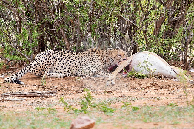 Cheetah (Acinonyx jubatus), adult female feeding on a dead Impala, Mpumalanga, South Africa stock-image by Agami/Saverio Gatto,