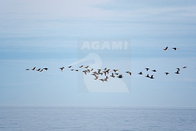 Zwarte Zee-end en IJseend vliegend; Common Scoter and Long-tailed Duck flying stock-image by Agami/Markus Varesvuo,