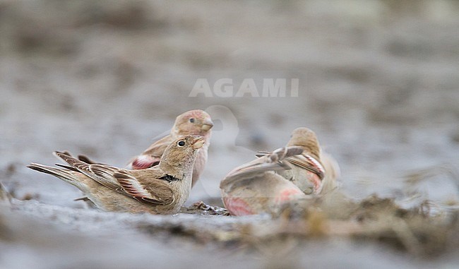 Mongolian Finch - Mongolengimpel - Bucanetes mongolicus, Kazakhstan, adult stock-image by Agami/Ralph Martin,