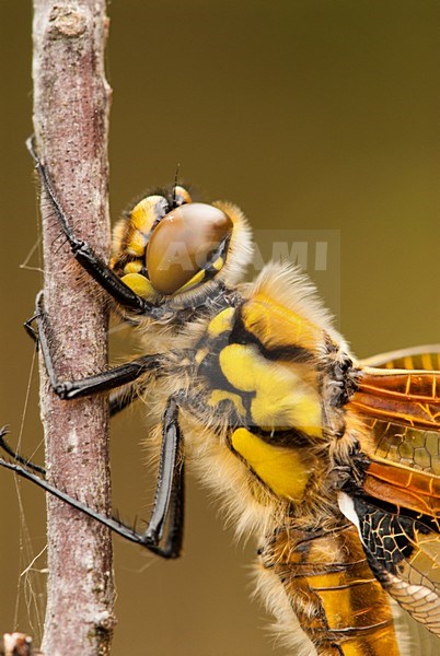 Close-up mannetje Viervlek, Close-up male Libellula quadrimaculata stock-image by Agami/Wil Leurs,