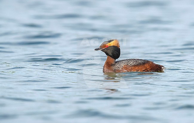 Adult Slavonian Grebe swimming in Wintham, Belgium. May 12, 2018. stock-image by Agami/Vincent Legrand,