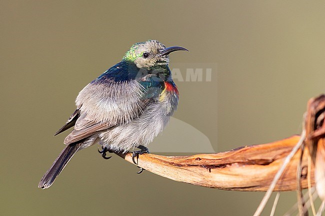 Southern double-collared sunbird (Cinnyris chalybeus), side view of a male in eclipse plumage, Western Cape, South Africa stock-image by Agami/Saverio Gatto,
