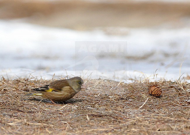Oriental Greenfinch, Chloris sinica, in Japan. Feeding on the ground. Also known as grey-capped greenfinch. stock-image by Agami/Eduard Sangster,