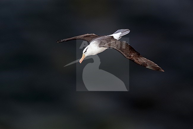 Famous returning adult Black-browed Albatross on Heligoland, Germany. stock-image by Agami/Vincent Legrand,