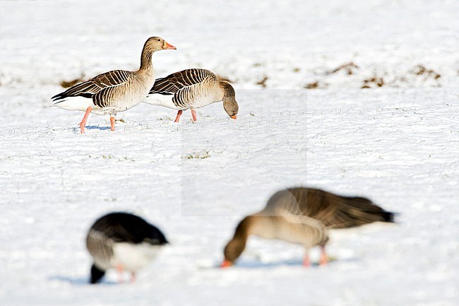 Greylag Geese (Anser anser) wintering in the Netherlands. Standing on a snow covered Dutch meadow. stock-image by Agami/Marc Guyt,