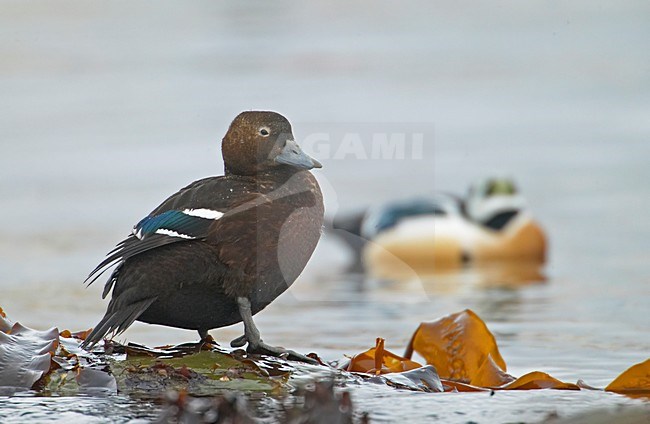 Vrouwtje Stellers Eider; Female Steller's Eider stock-image by Agami/Markus Varesvuo,
