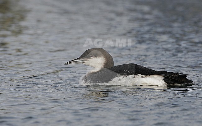 Wintering adult Black-throated Diver (Gavia arctica), swimming in the harbour of Nivå in Denmark during winter. stock-image by Agami/Helge Sorensen,