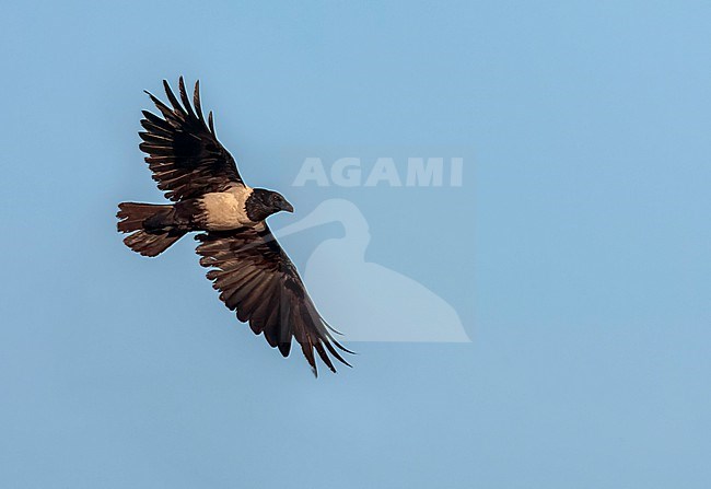 Pied Crow, Corvus albus, in flight in South Africa. stock-image by Agami/Marc Guyt,