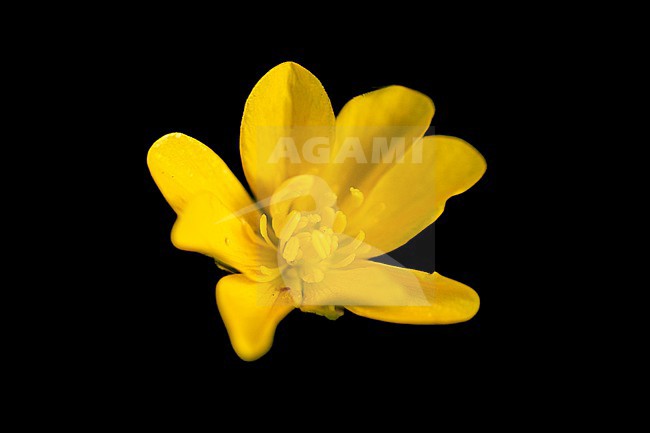 Ranunculus polyanthemos subsp. polyanthemoides stock-image by Agami/Wil Leurs,