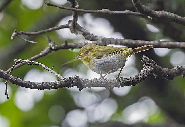 Laura's Woodland Warbler, Phylloscopus laurae, in Angola. stock-image by Agami/Pete Morris,