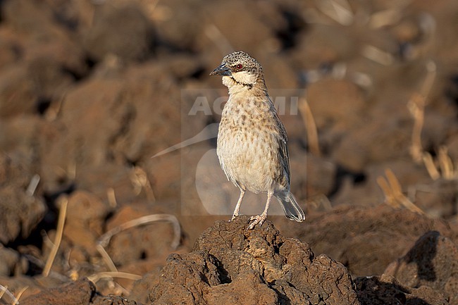 Donaldson Smith's Sparrow-Weaver (Plocepasser donaldsoni) adult perched on the ground in lava field in northern Kenya stock-image by Agami/Andy & Gill Swash ,