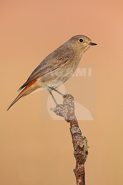 Black Redstart (Phoenicurus ochruros), side view of an individual perched on a branch, Campania, Italy stock-image by Agami/Saverio Gatto,