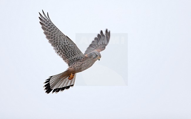 Male Eurasian Kestrel (Falco tinnunculus) in flight. Hovering in mid-air, looking for prey in Nordsjælland, Denmark stock-image by Agami/Helge Sorensen,