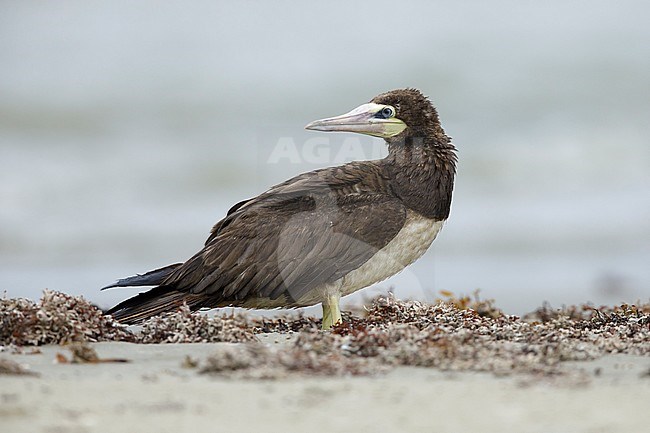 Adult Brown Booby (Sula leucogaster) standing on a beach in Galveston Co., Texas, USA.
April 2017 stock-image by Agami/Brian E Small,