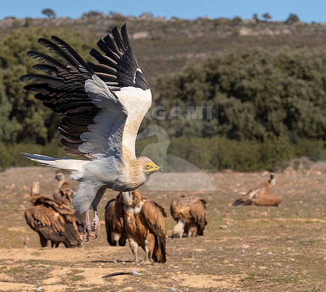 Adult Egyptian Vulture (Neophron percnopterus) in Extremadura, Spain. Flying in front of group of Griffon Vultures resting on the ground. stock-image by Agami/Marc Guyt,