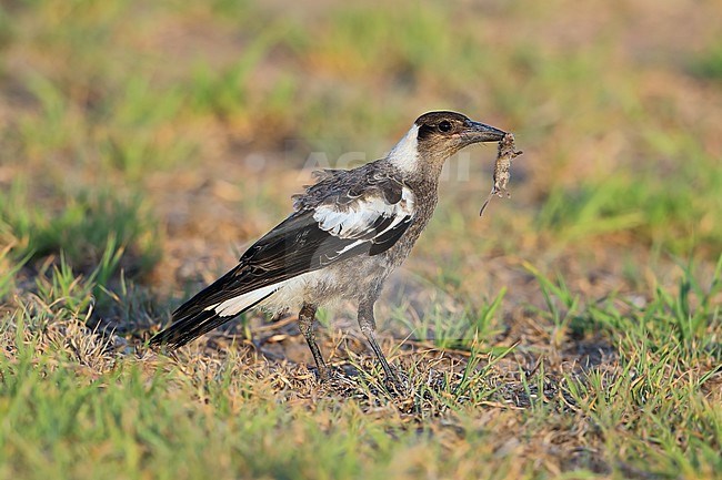 Immature Australian Magpie (Gymnorhina tibicen) at Burnett Heads  - Bundaberg - Australia stock-image by Agami/Aurélien Audevard,