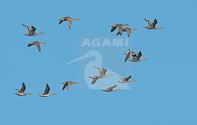 Northern Pintail (Anas acuta), group in flight above the wadden Sea, seen from the side, showing upper and underwings. stock-image by Agami/Fred Visscher,