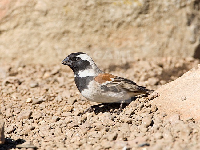 Kaapse Mus, Cape Sparrow, Passer melanurus stock-image by Agami/Marc Guyt,