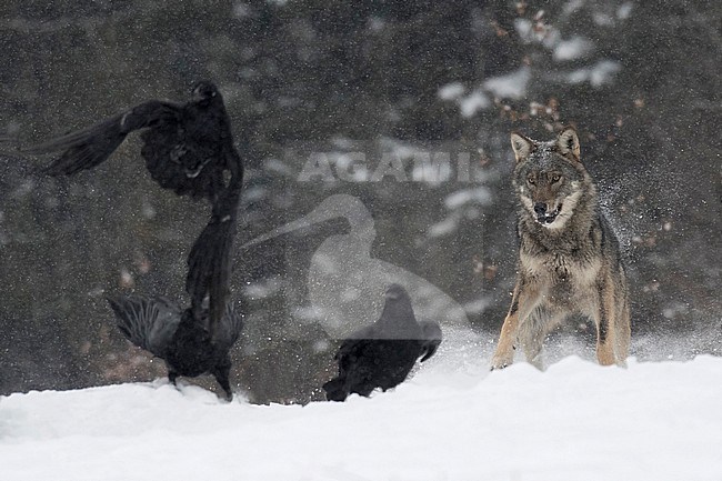 Wolf in snow covered forest in Poland stock-image by Agami/Han Bouwmeester,