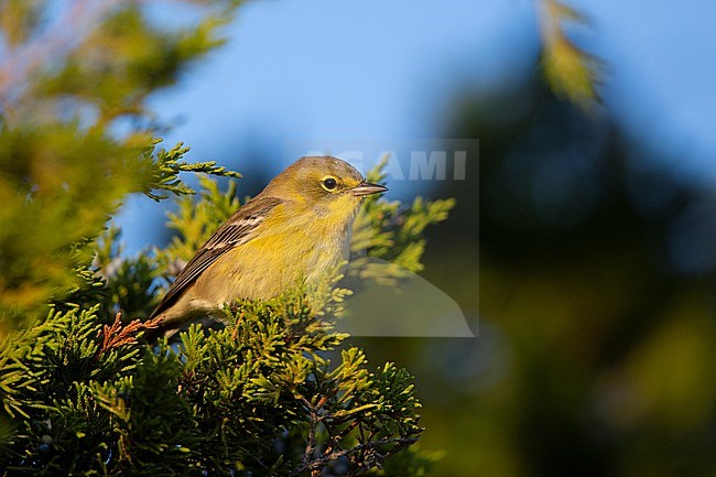 Pine Warbler (Setophaga pinus) at Cape May, New Jersey, USA stock-image by Agami/Helge Sorensen,
