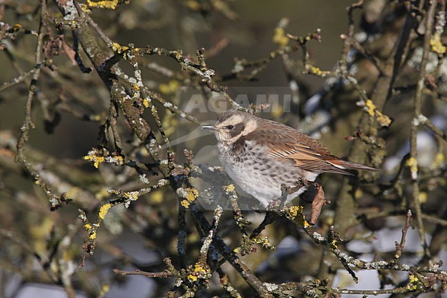 Wintering vagrant Dusky Thrush, Turdus eunomus, in Belgium. stock-image by Agami/Chris van Rijswijk,