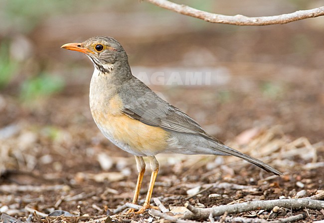Kurrichane-lijster, Kurrichane Thrush, Turdus libonyana stock-image by Agami/Marc Guyt,