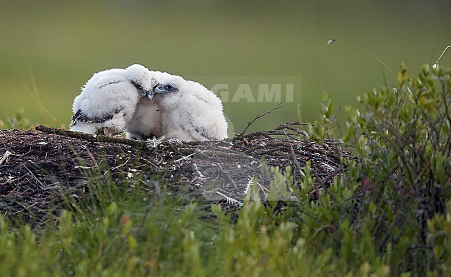 Peregrine chicks (Falco peregrinus) Vaala Finland July
 2016 stock-image by Agami/Markus Varesvuo,
